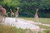 Tierpark-Berlin-Friedrichsfelde-2013-130810-DSC_0616.jpg