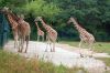 Tierpark-Berlin-Friedrichsfelde-2013-130810-DSC_0617.jpg