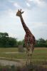 Tierpark-Berlin-Friedrichsfelde-2013-130810-DSC_0618-DSC_0626.jpg