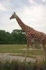 Tierpark-Berlin-Friedrichsfelde-2013-130810-DSC_0618-DSC_0627.jpg