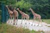 Tierpark-Berlin-Friedrichsfelde-2013-130810-DSC_0618.jpg