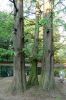 Tierpark-Berlin-Friedrichsfelde-2013-130810-DSC_0871.jpg