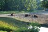 Tierpark-Berlin-Friedrichsfelde-2013-130810-DSC_0892.jpg