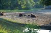 Tierpark-Berlin-Friedrichsfelde-2013-130810-DSC_0893.jpg