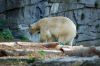 Tierpark-Berlin-Friedrichsfelde-2015-151010-DSC_0083.jpg