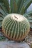 Botanischer-Garten-Dresden-Sachsen-2013-130813-DSC_0253.jpg