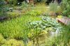 Botanischer-Garten-Dresden-Sachsen-2013-130813-DSC_0326.jpg