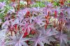 Botanischer-Garten-Dresden-Sachsen-2013-130813-DSC_0358.jpg