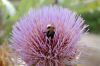 Botanischer-Garten-Dresden-Sachsen-2013-130813-DSC_0362-DSC_0353.jpg