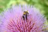 Botanischer-Garten-Dresden-Sachsen-2013-130813-DSC_0363.jpg