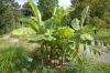 Botanischer-Garten-Dresden-Sachsen-2013-130813-DSC_0388.jpg