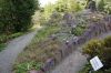 Botanischer-Garten-Dresden-Sachsen-2013-130813-DSC_0450.jpg