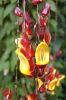 Botanischer-Garten-Dresden-Sachsen-2013-130813-DSC_0516.jpg