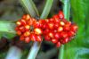 Botanischer-Garten-Dresden-Sachsen-2013-130813-DSC_0570.jpg