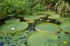 Botanischer-Garten-Dresden-Sachsen-2013-130813-DSC_0616.jpg