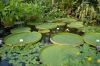 Botanischer-Garten-Dresden-Sachsen-2013-130813-DSC_0617.jpg