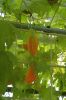 Botanischer-Garten-Dresden-Sachsen-2013-130813-DSC_0669.jpg