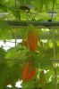 Botanischer-Garten-Dresden-Sachsen-2013-130813-DSC_0670.jpg