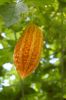 Botanischer-Garten-Dresden-Sachsen-2013-130813-DSC_0672.jpg