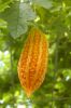 Botanischer-Garten-Dresden-Sachsen-2013-130813-DSC_0673.jpg