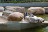 Tierpark-Neumuenster-in-Schleswig-Holstein-2013-130824-DSC_0123.jpg