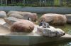 Tierpark-Neumuenster-in-Schleswig-Holstein-2013-130824-DSC_0124.jpg