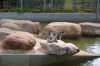 Tierpark-Neumuenster-in-Schleswig-Holstein-2013-130824-DSC_0125.jpg