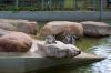 Tierpark-Neumuenster-in-Schleswig-Holstein-2013-130824-DSC_0126.jpg