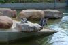 Tierpark-Neumuenster-in-Schleswig-Holstein-2013-130824-DSC_0127.jpg