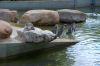 Tierpark-Neumuenster-in-Schleswig-Holstein-2013-130824-DSC_0128.jpg