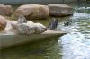 Tierpark-Neumuenster-in-Schleswig-Holstein-2013-130824-DSC_0129.jpg