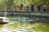 Tierpark-Neumuenster-in-Schleswig-Holstein-2013-130824-DSC_0132.jpg