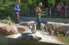 Tierpark-Neumuenster-in-Schleswig-Holstein-2013-130824-DSC_0148.jpg