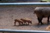 Tierpark-Neumuenster-in-Schleswig-Holstein-2013-130824-DSC_0202.jpg