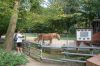 Tierpark-Neumuenster-in-Schleswig-Holstein-2013-130824-DSC_0243-DSC_0240.jpg