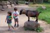 Tierpark-Neumuenster-in-Schleswig-Holstein-2013-130824-DSC_0283.jpg