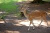 Tierpark-Neumuenster-in-Schleswig-Holstein-2013-130824-DSC_0331.jpg