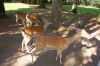 Tierpark-Neumuenster-in-Schleswig-Holstein-2013-130824-DSC_0340.jpg