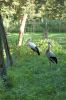 Tierpark-Neumuenster-in-Schleswig-Holstein-2013-130824-DSC_0342.jpg