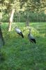 Tierpark-Neumuenster-in-Schleswig-Holstein-2013-130824-DSC_0343.jpg