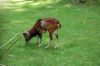 Tierpark-Neumuenster-in-Schleswig-Holstein-2013-130824-DSC_0350.jpg