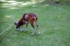 Tierpark-Neumuenster-in-Schleswig-Holstein-2013-130824-DSC_0351.jpg