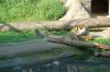 Tierpark-Neumuenster-in-Schleswig-Holstein-2013-130824-DSC_0415.jpg