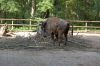 Tierpark-Neumuenster-in-Schleswig-Holstein-2013-130824-DSC_0484.jpg