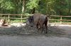 Tierpark-Neumuenster-in-Schleswig-Holstein-2013-130824-DSC_0485.jpg