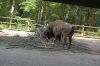 Tierpark-Neumuenster-in-Schleswig-Holstein-2013-130824-DSC_0486.jpg