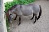 Tierpark-Neumuenster-in-Schleswig-Holstein-2013-130824-DSC_0526.jpg