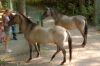 Tierpark-Neumuenster-in-Schleswig-Holstein-2013-130824-DSC_0531.jpg