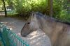 Tierpark-Neumuenster-in-Schleswig-Holstein-2013-130824-DSC_0534.jpg