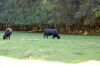 Tierpark-Neumuenster-in-Schleswig-Holstein-2013-130824-DSC_0557.jpg